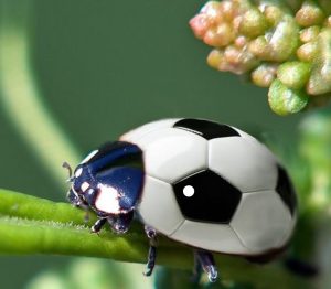 soccer bug